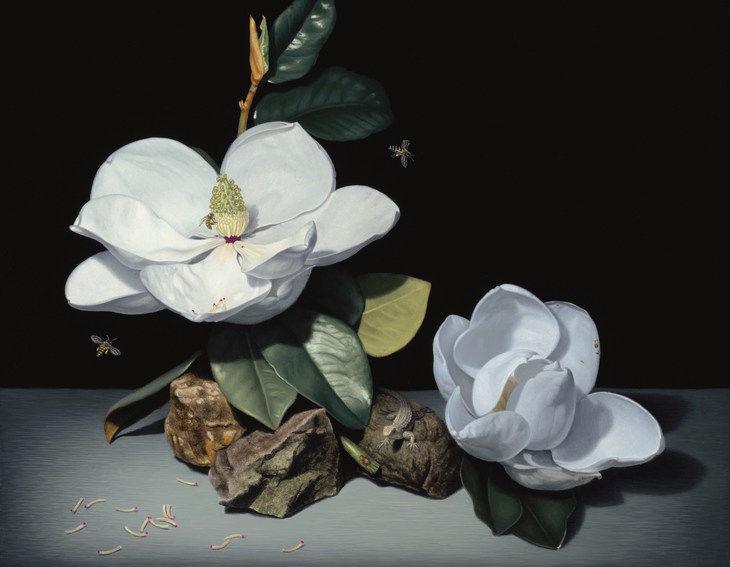SUSAN McDONNELL , Magnolias, 2026