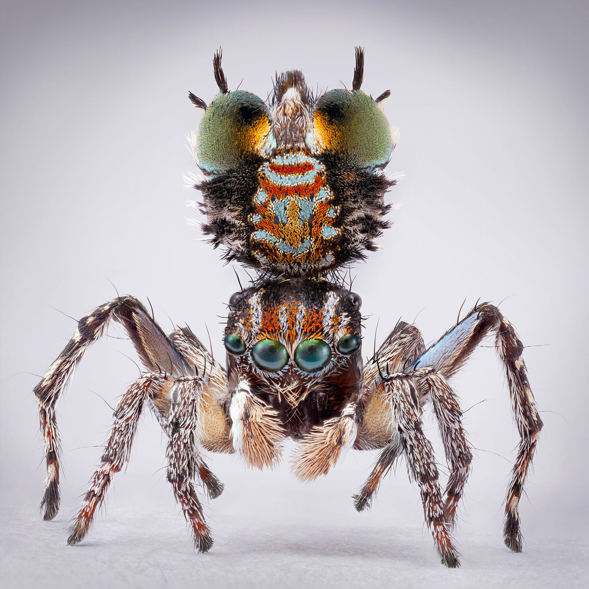 Mar&iacute;a Fernanda Cardoso, Spiders of Paradise: Maratus plumosus, 2024. Pigment print on premium photo paper 300 gr. mounted on Dibond, Framed: 35 ⅞ x 35 ⅞ x 1 &frac34; inches. Edition of 6, 2 AP