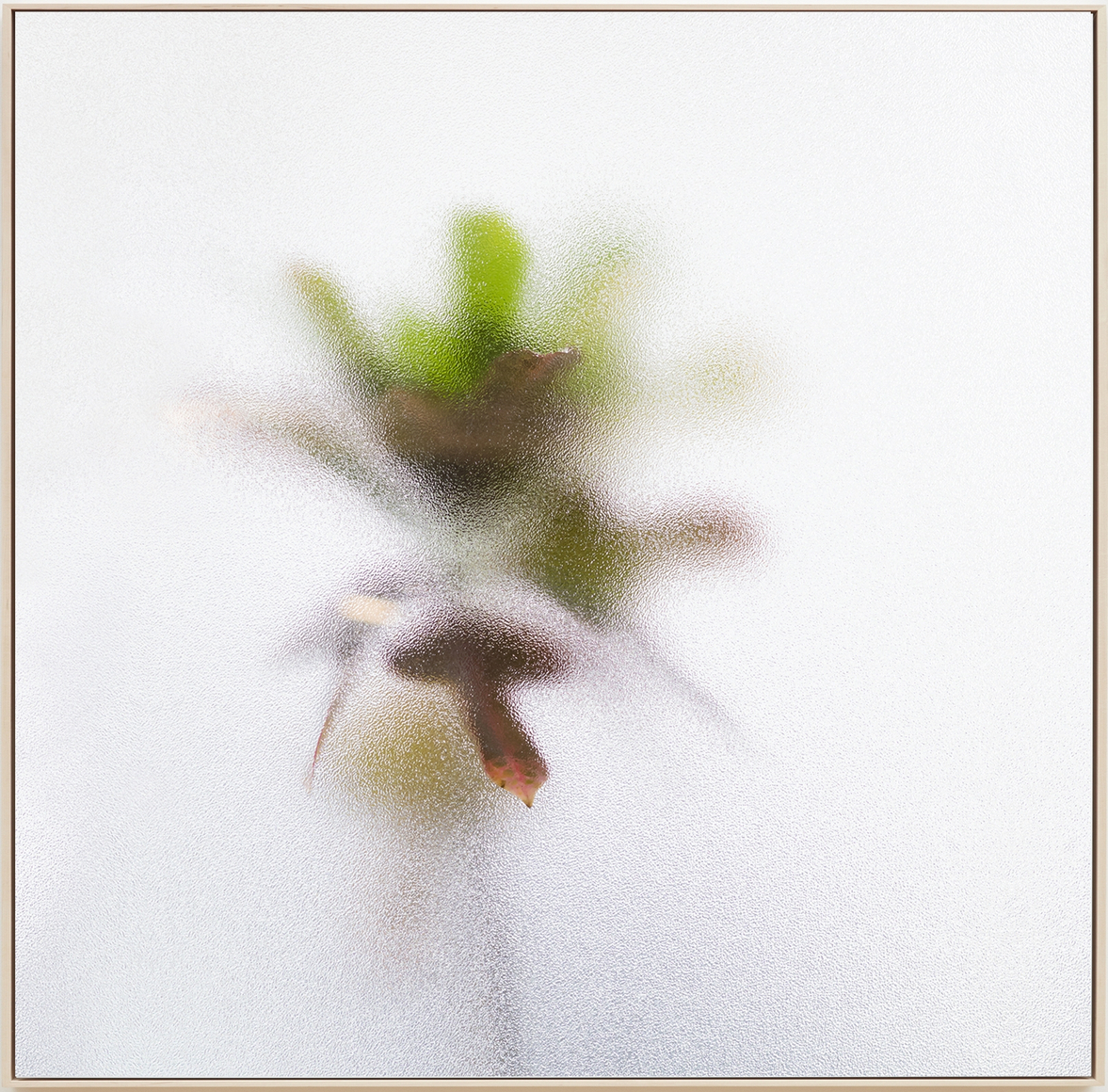 Su-Mei Tse Plants and Shades #1, 2017