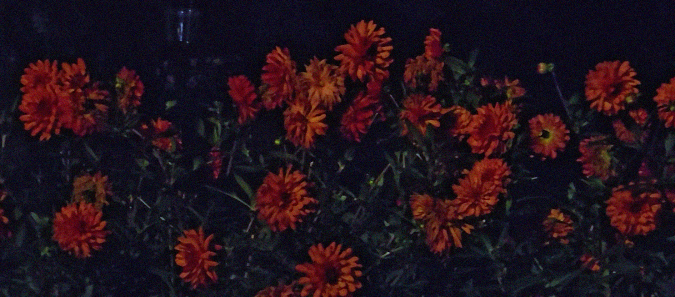 Dominique Gonzalez-Foerster