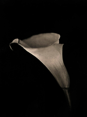  Calla Lily, 2007, 	33 x 27.5 inch pigment print