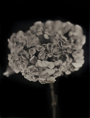  Hydrangea, 2007, 	33 x 27.5 inch pigment print