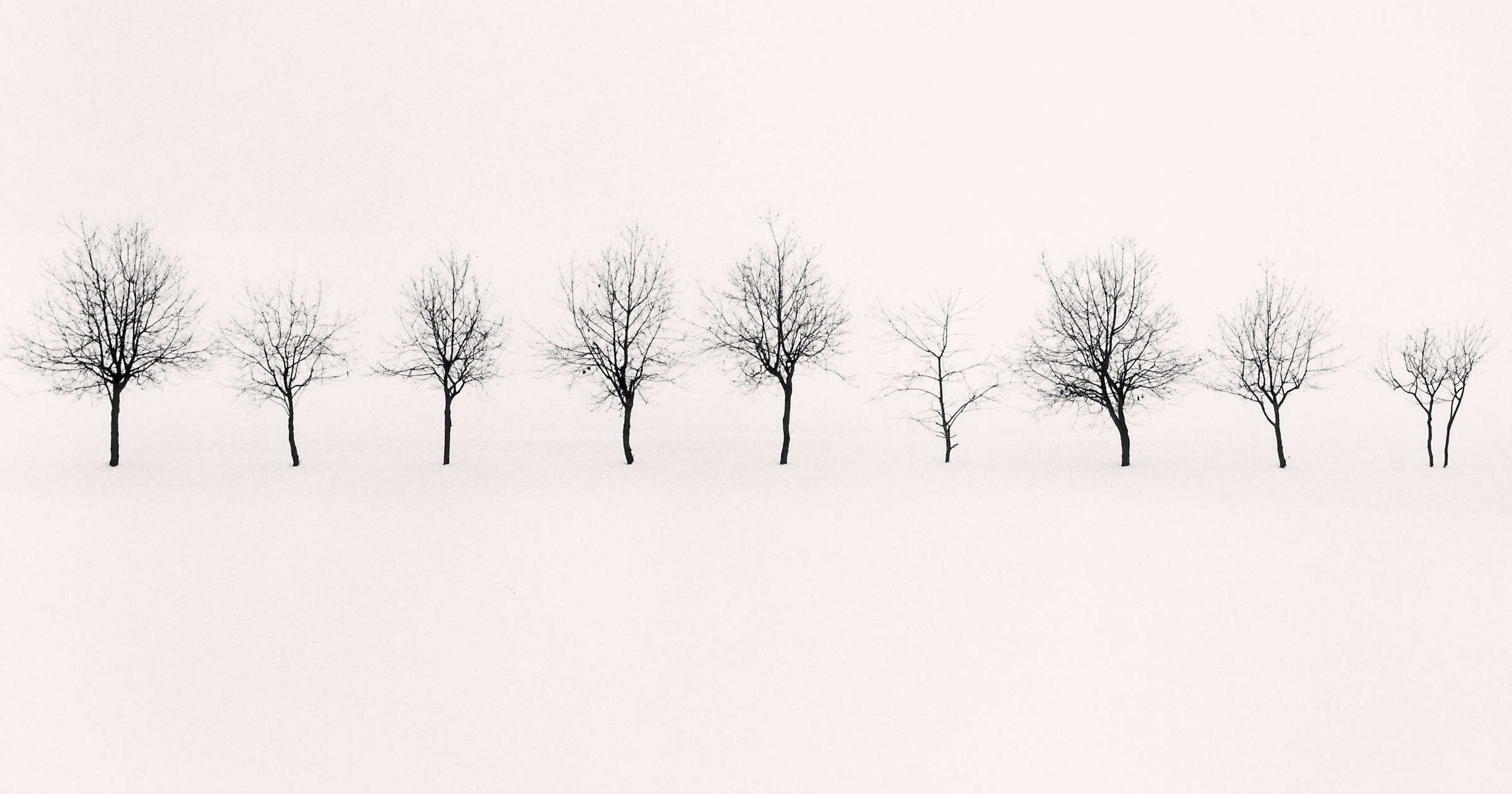 Michael Kenna, Nine Trees, Higashikawa, Hokkaido, Japan, 2004