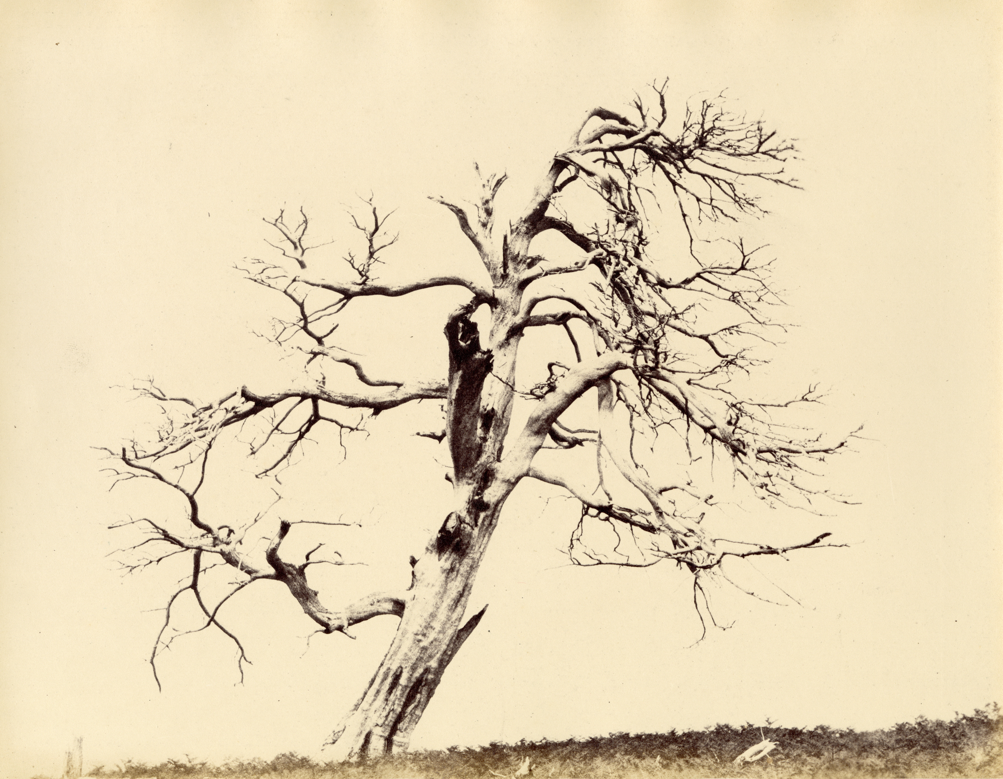 Captain Horatio ROSS (Scottish, 1801-1886) Lone tree, Scottish coast, circa 1858 Albumen print from a waxed paper negative 26.1 x 33.4 cm