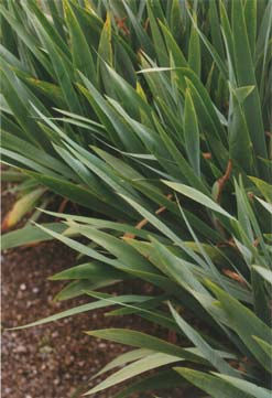 Thomas Struth, Plant No 11, Leaves of an Iris, Winterthur, 1992