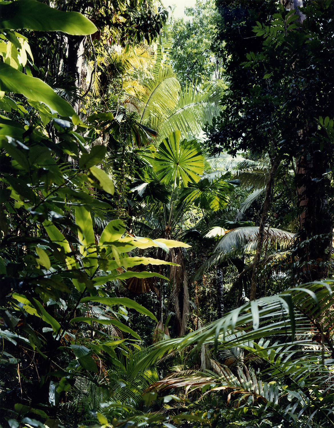 Thomas Struth New Pictures from Paradise