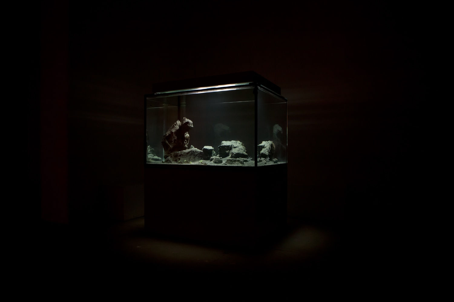 A large, lit aquarium with small fish lights up a dark room.