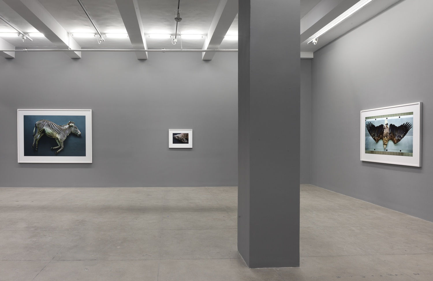 Thomas Struth New Works