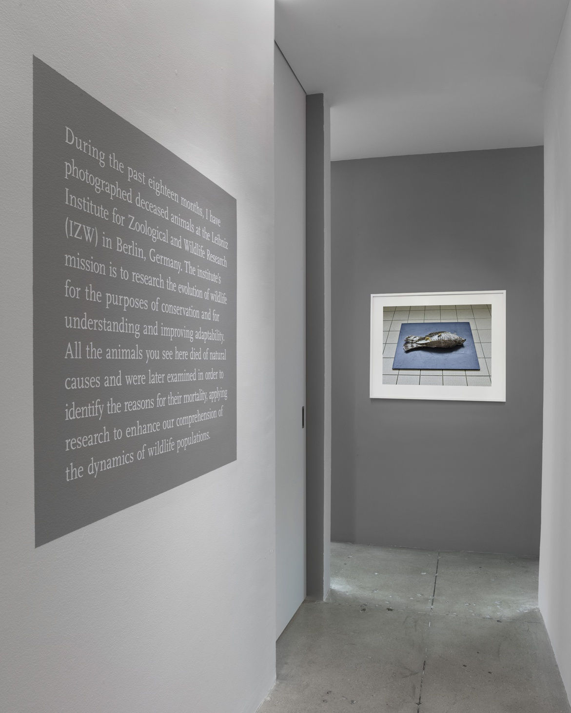 Thomas Struth New Works