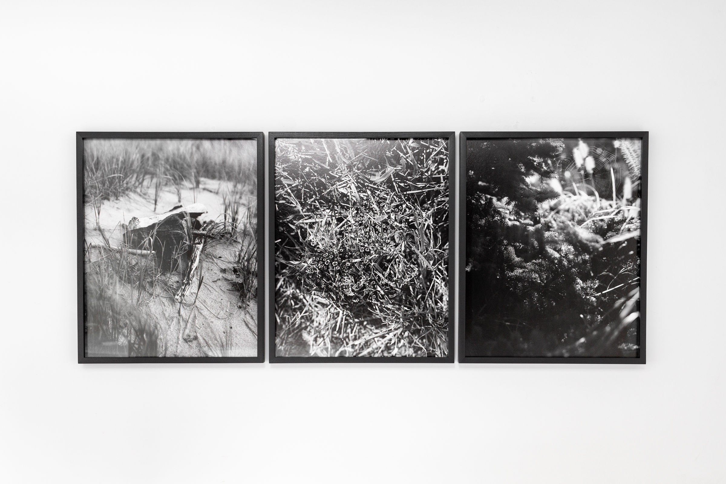 Janelle Lynch Endless Forms Most Beautiful