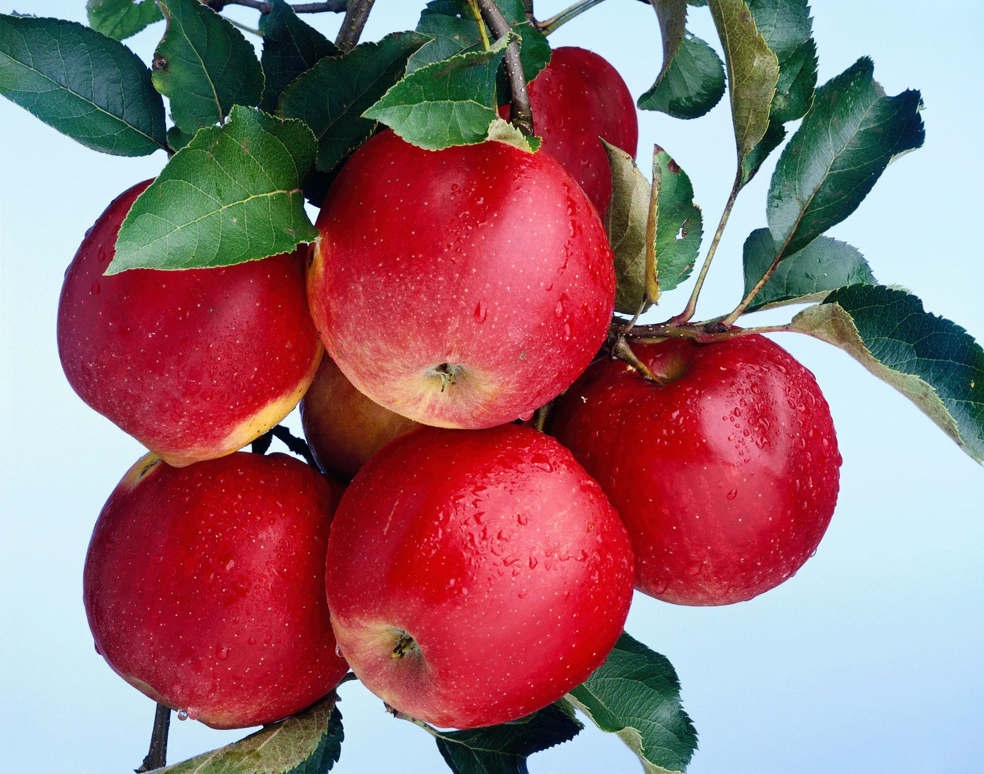 Christopher Williams, Bergische Bauernscheune, Junkersholz Leichlingen, September 29, 2009, 2009