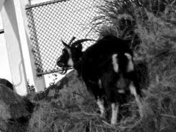 Wategoat's mysterious exit!