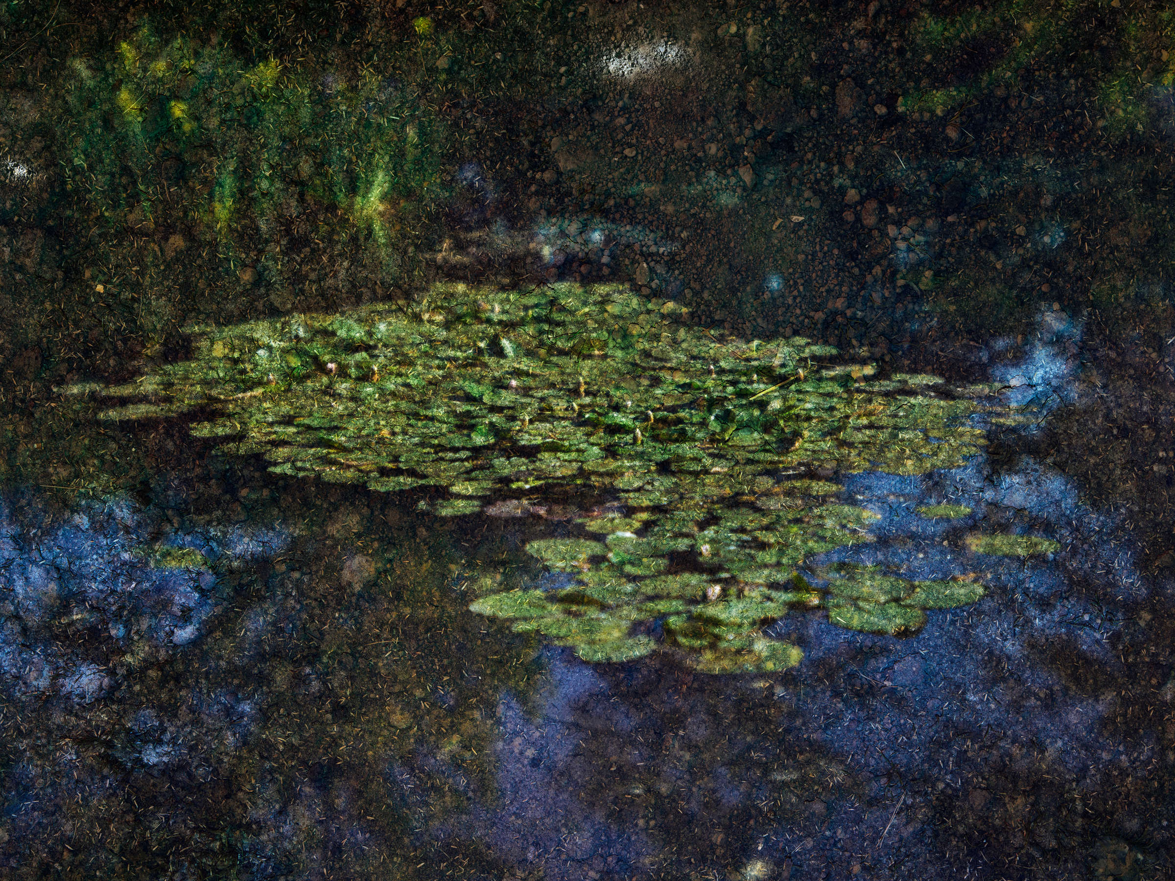 Tent-Camera Image: Water Lilies in Monet's Water Garden, Giverny, France