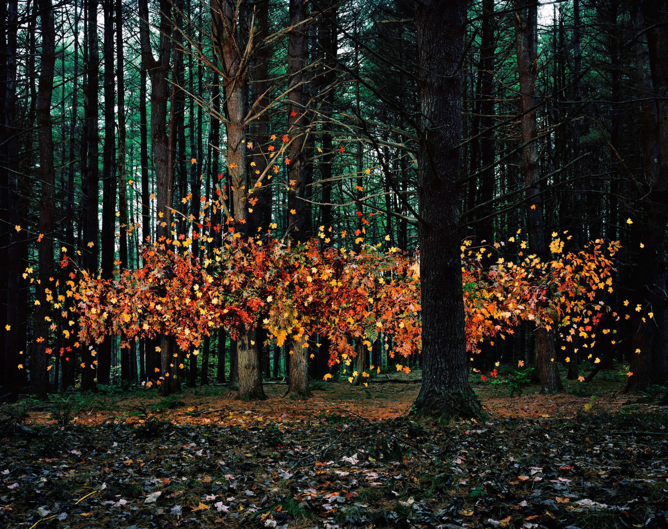 Thomas Jackson, Leaves no. 1, Napanoch, New York, 2011