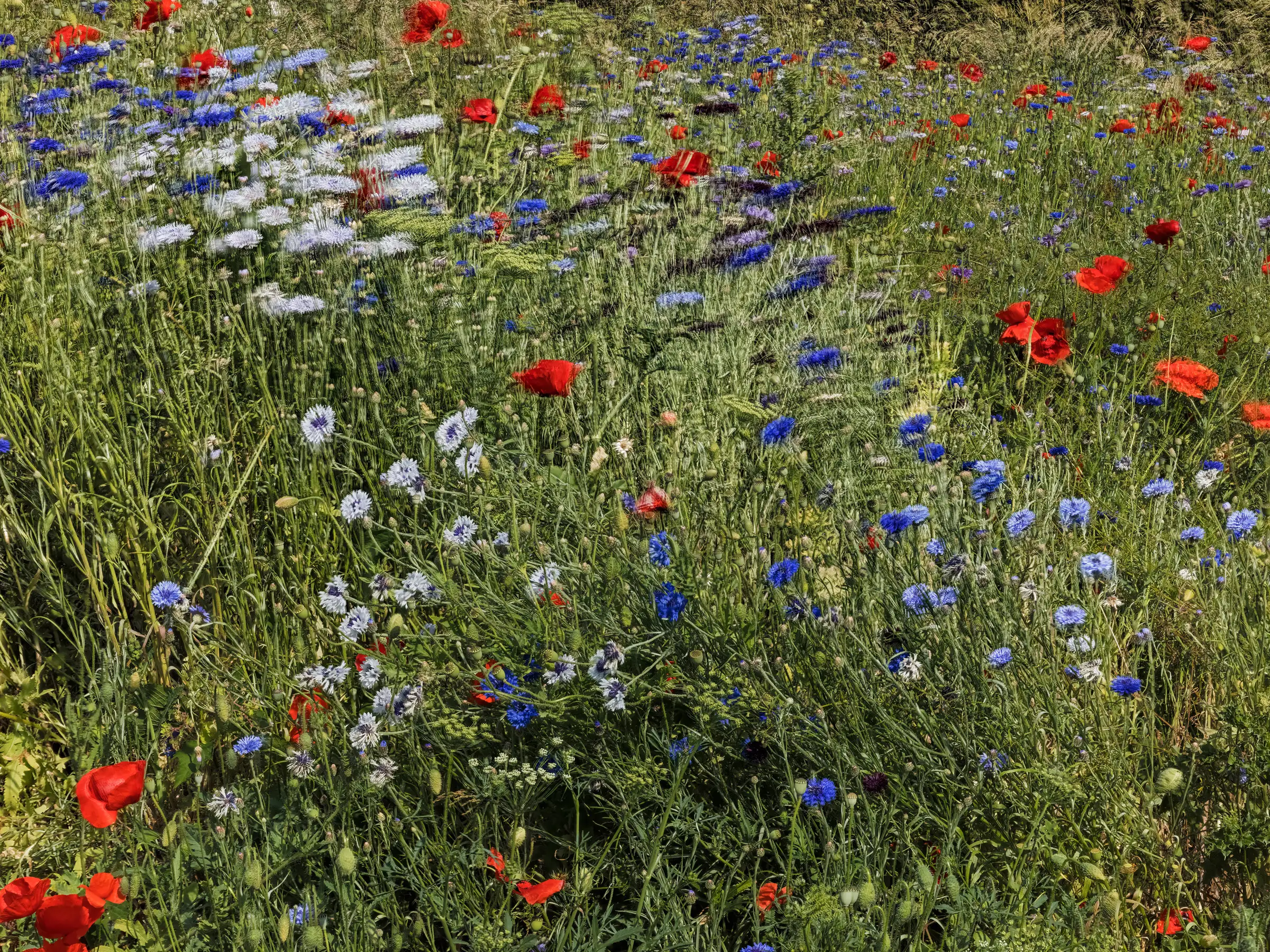 Field of Flowers, Near Vetheuil, France