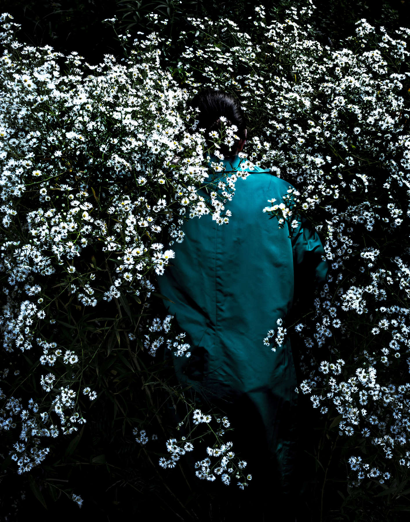 Boltonia Asteroides, Union, Maine