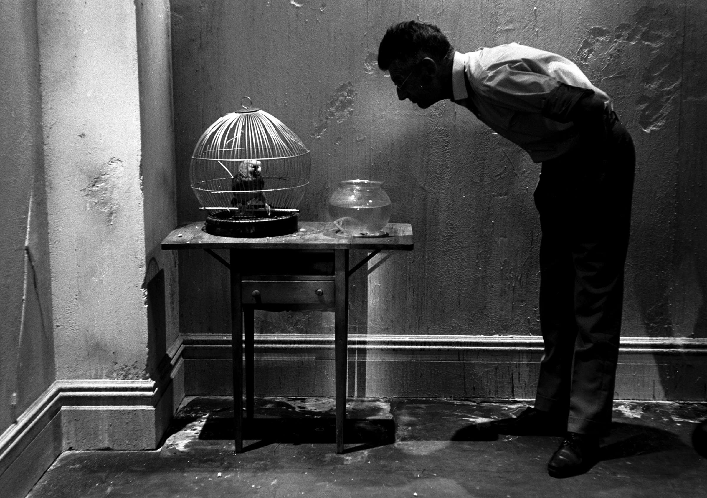 Samuel Beckett Looking at Parrot, New York