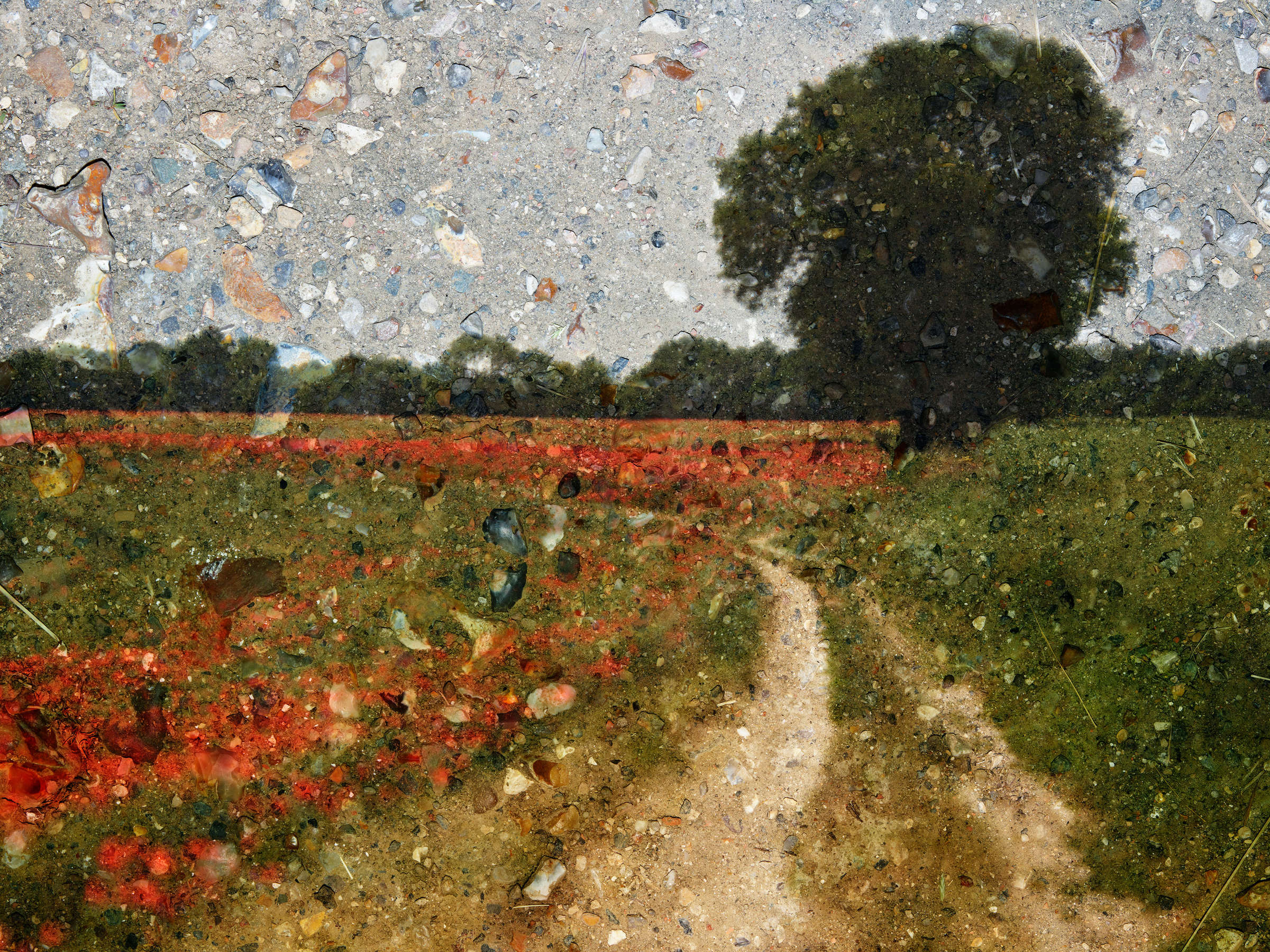 Tent-Camera Image: Poppy Field #2, Near Vetheuil, France