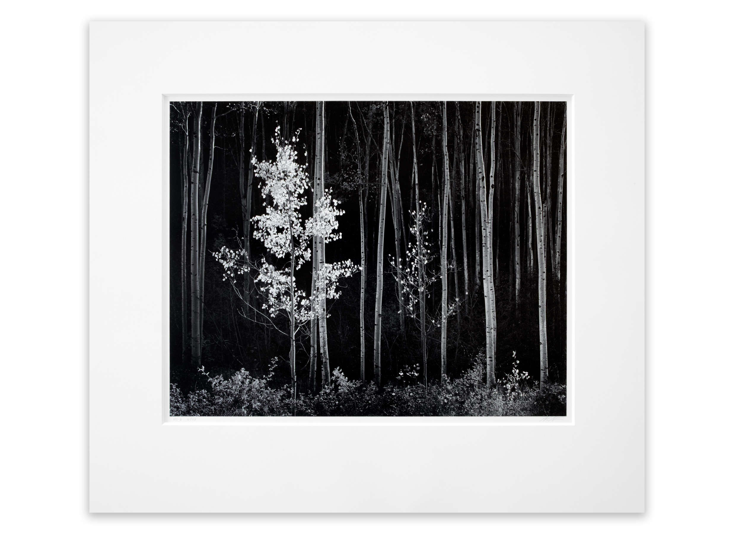 Aspens, Northern New Mexico, From Portfolio VII