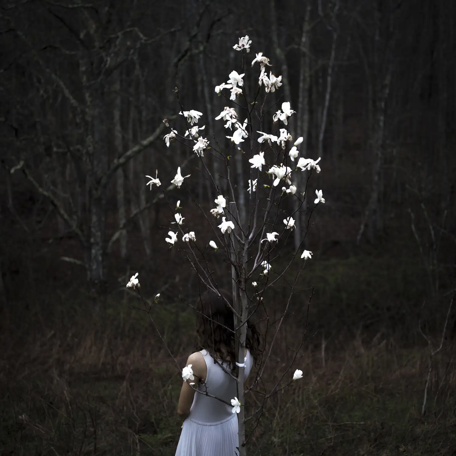 Magnolia Tree, Rockport, Maine
