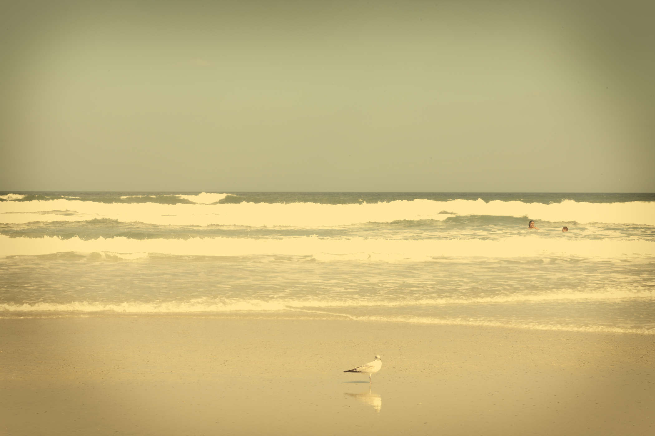 Jack Spencer, Seagulls/Swimmer, St. Augustine, FL