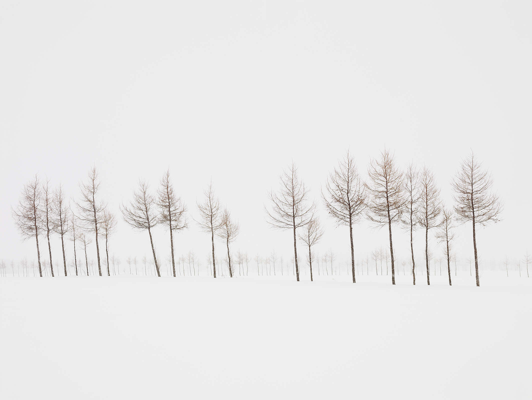 Boundary Trees, Japan