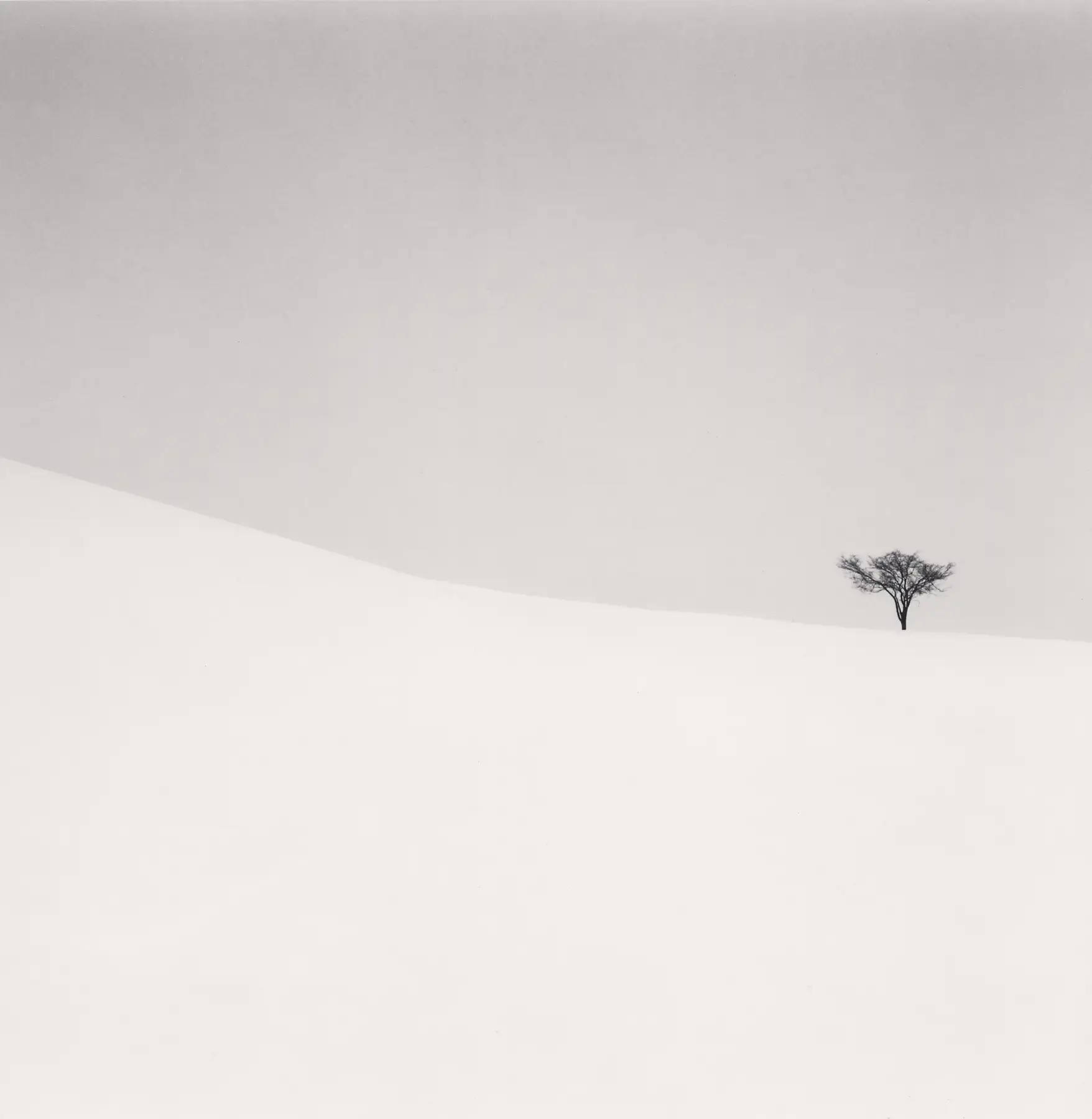 Single Tree, Mita, Hokkaido, Japan