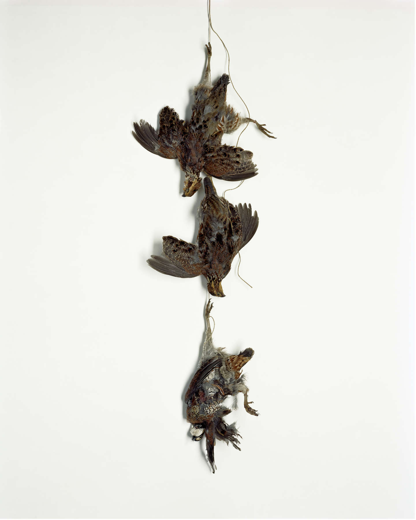 Angela West, Powder Spring, 2009