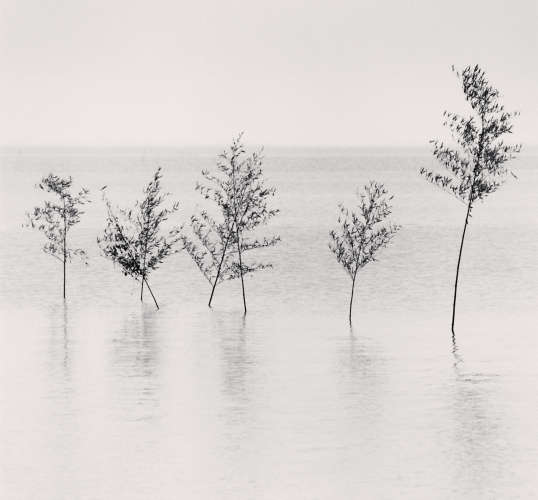 Michael Kenna, Seven Trees, 2002