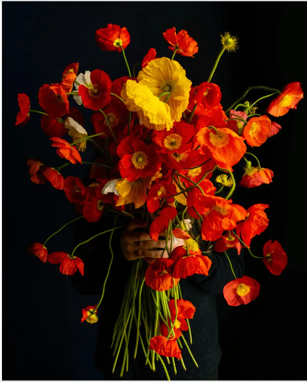 Poppies (Exploding), Rockport, Maine