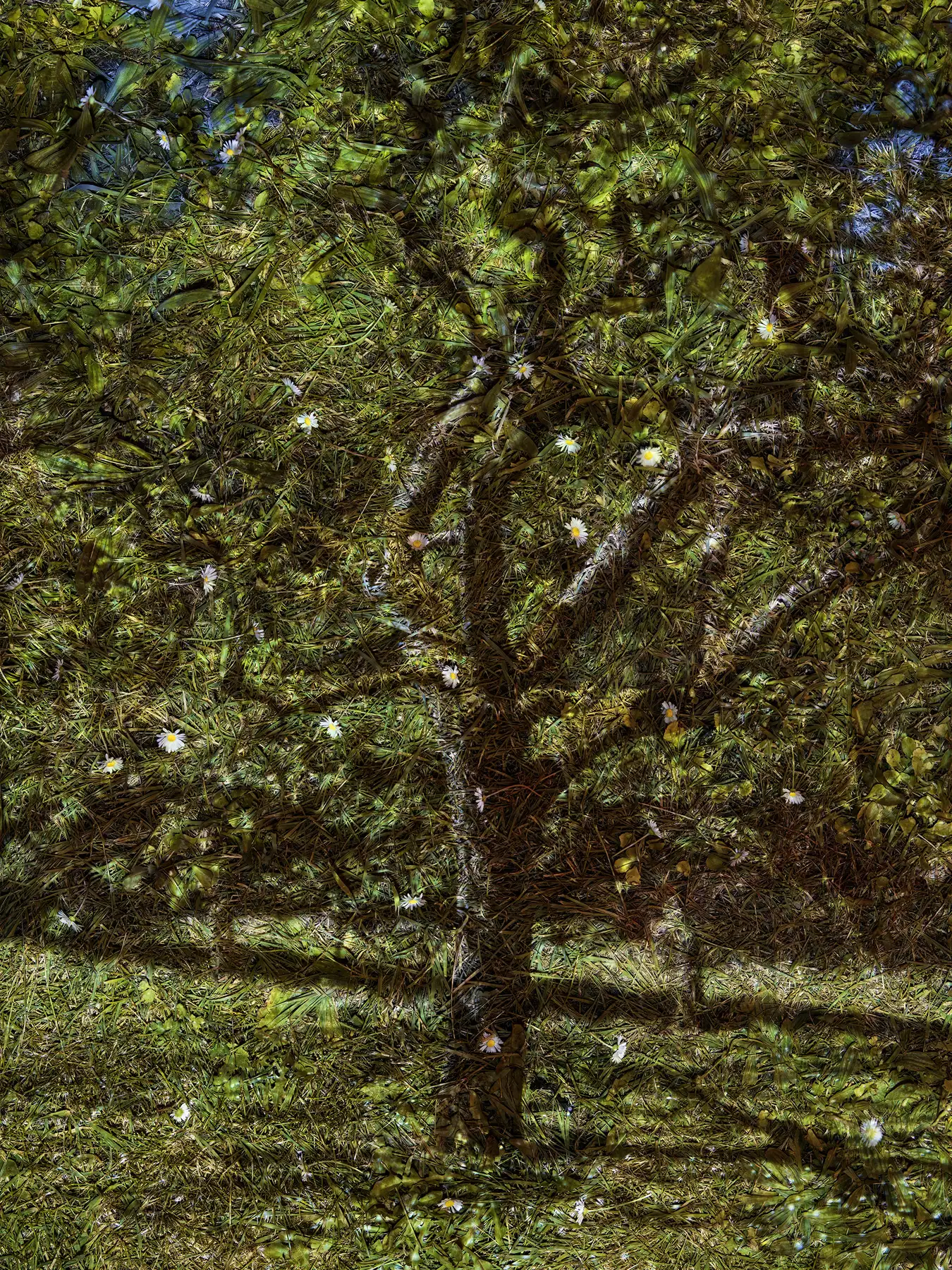 Tent-Camera Image: Apple Tree, Vetheuil, France