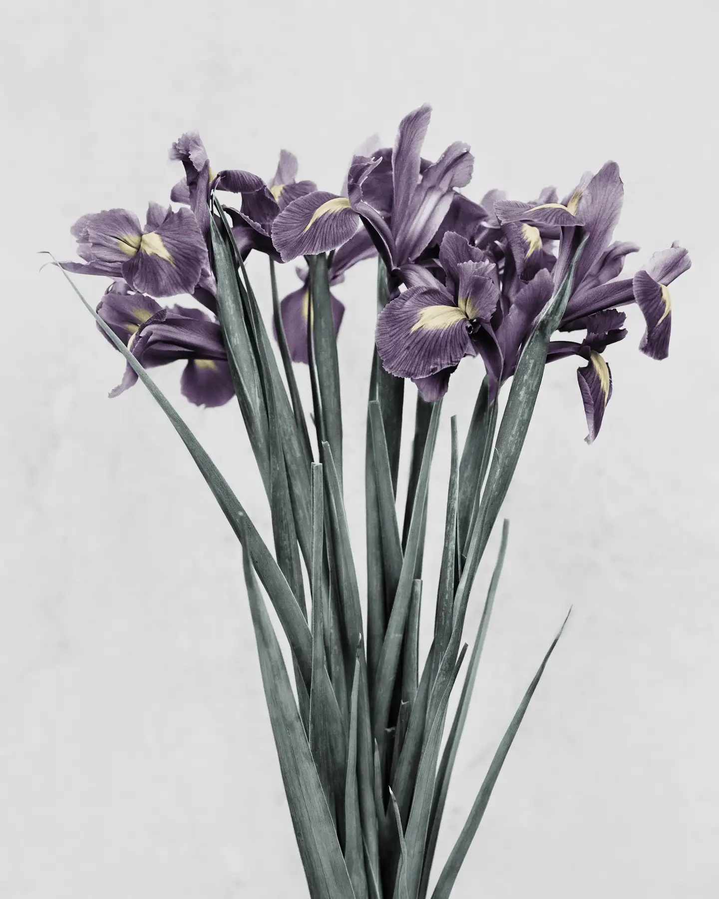 Iris Germanica