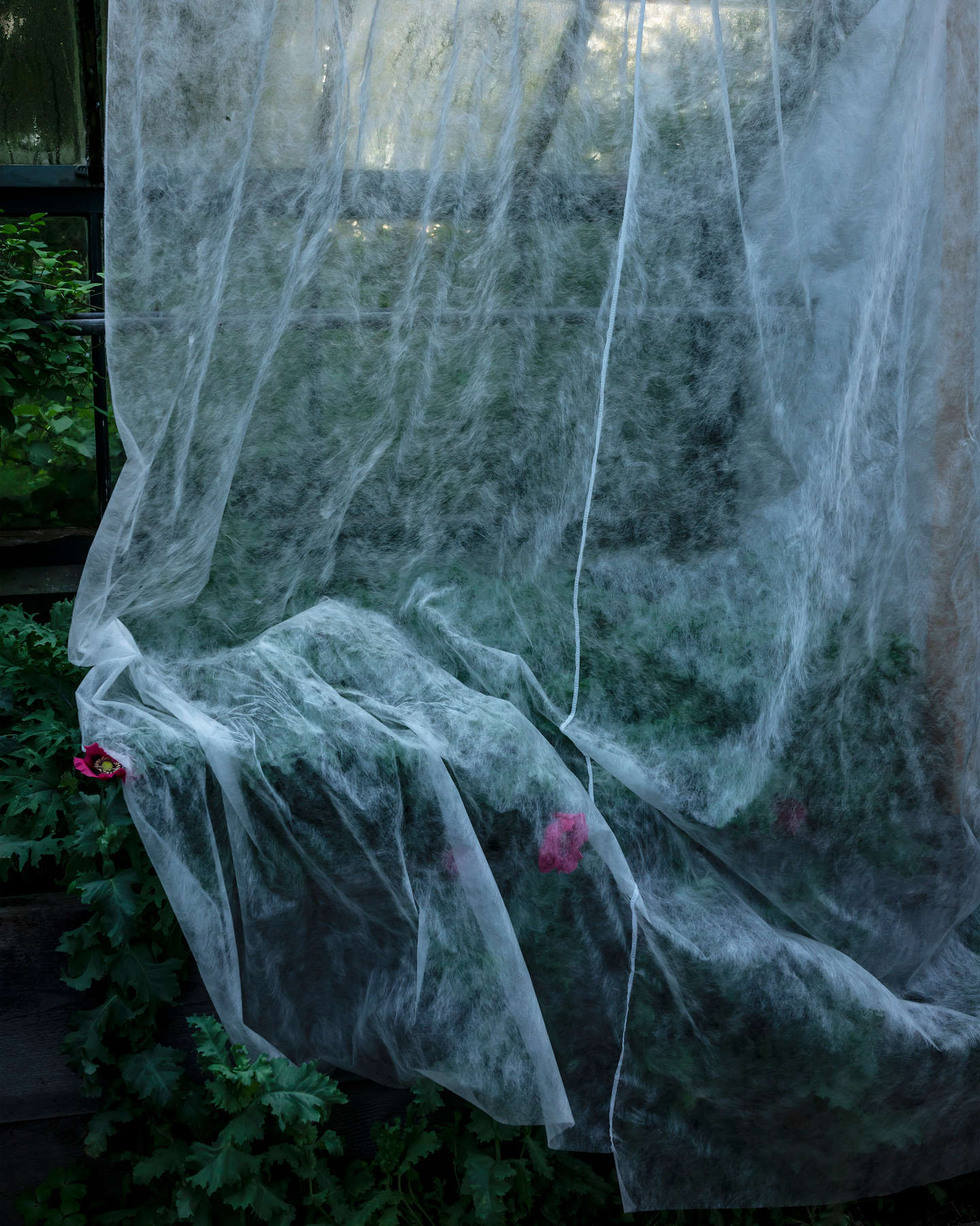 The Greenhouse (Kale and Poppies), Hope, Maine