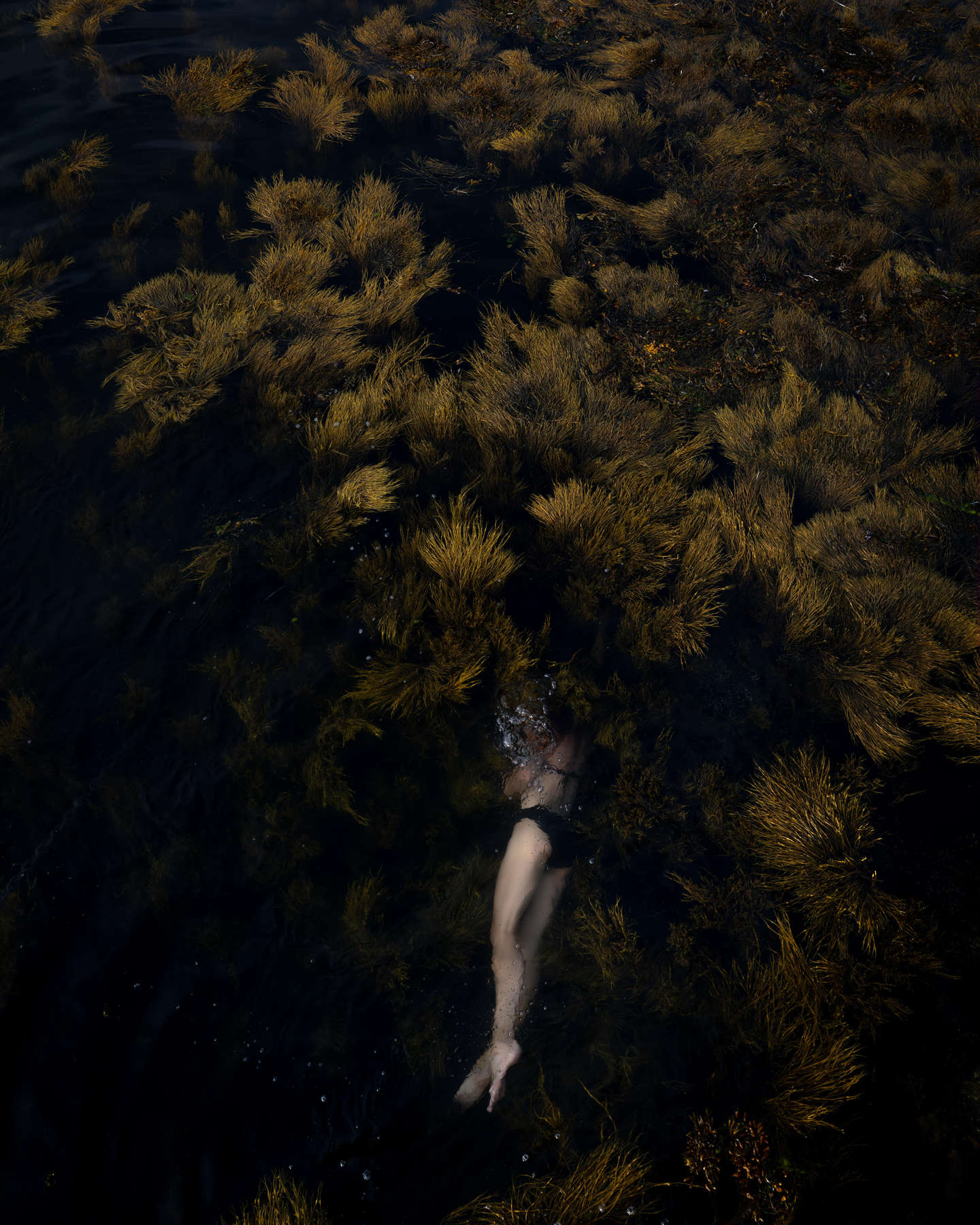 Winged Kelp & Rock Weed (Elizabeth)