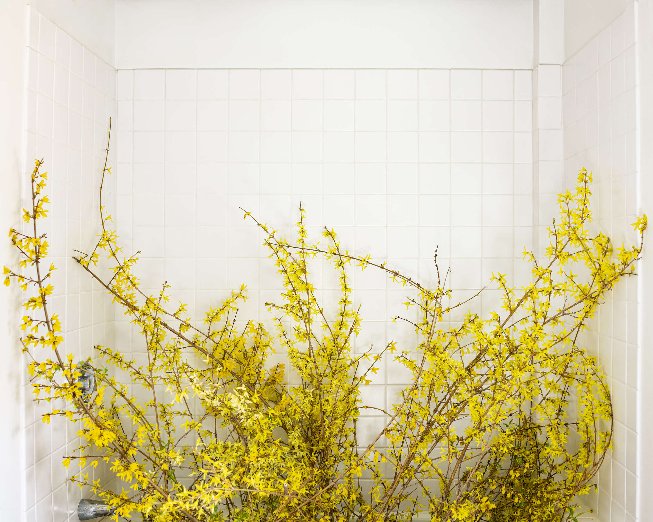 Forsythia, (Forcing Bloom in the Bathtub)
