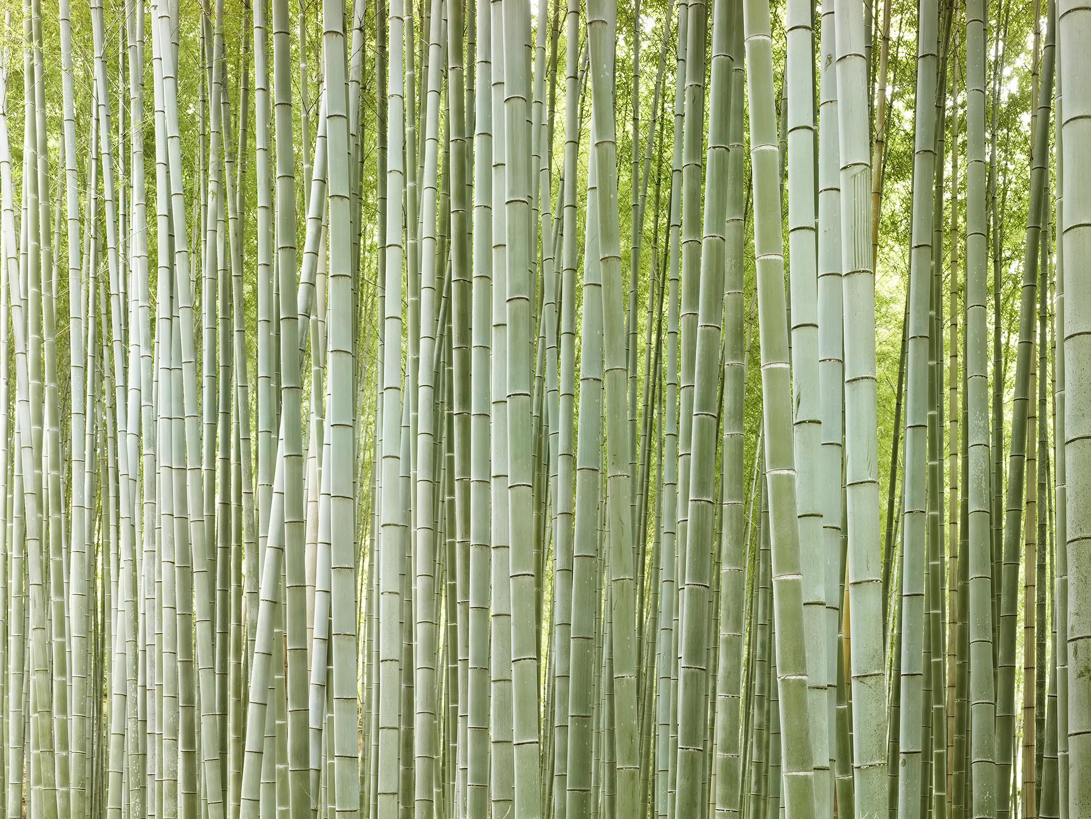 Bamboo Forest II, Japan  