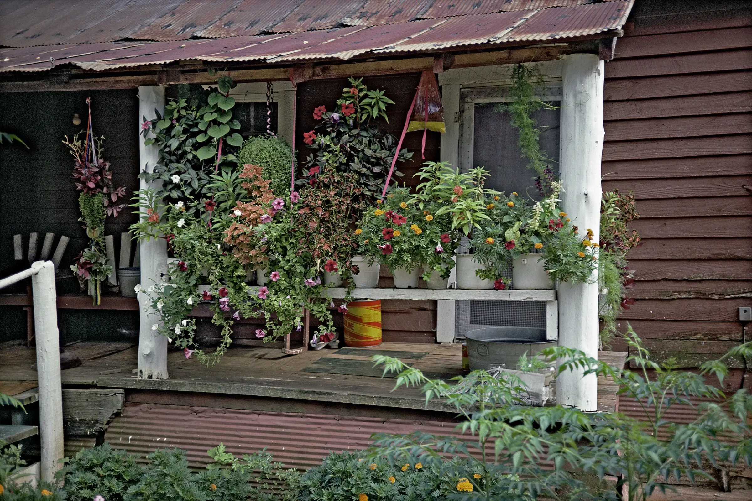 House with Flowers, near Morgan Springs, Alabama