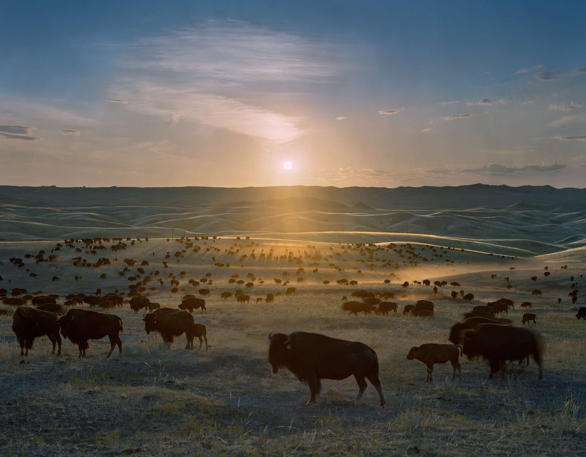 Andrew Moore, Flying H Buffalo Ranch, Walworth County, South Dakota, 2006