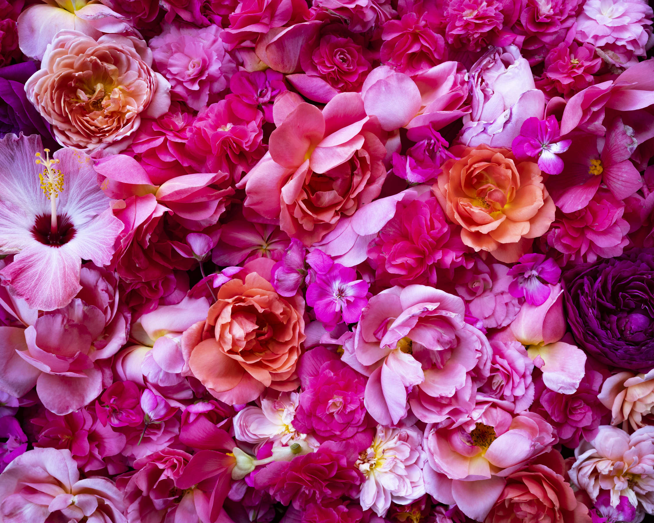 All the Pink Flowers, Rockport, Maine