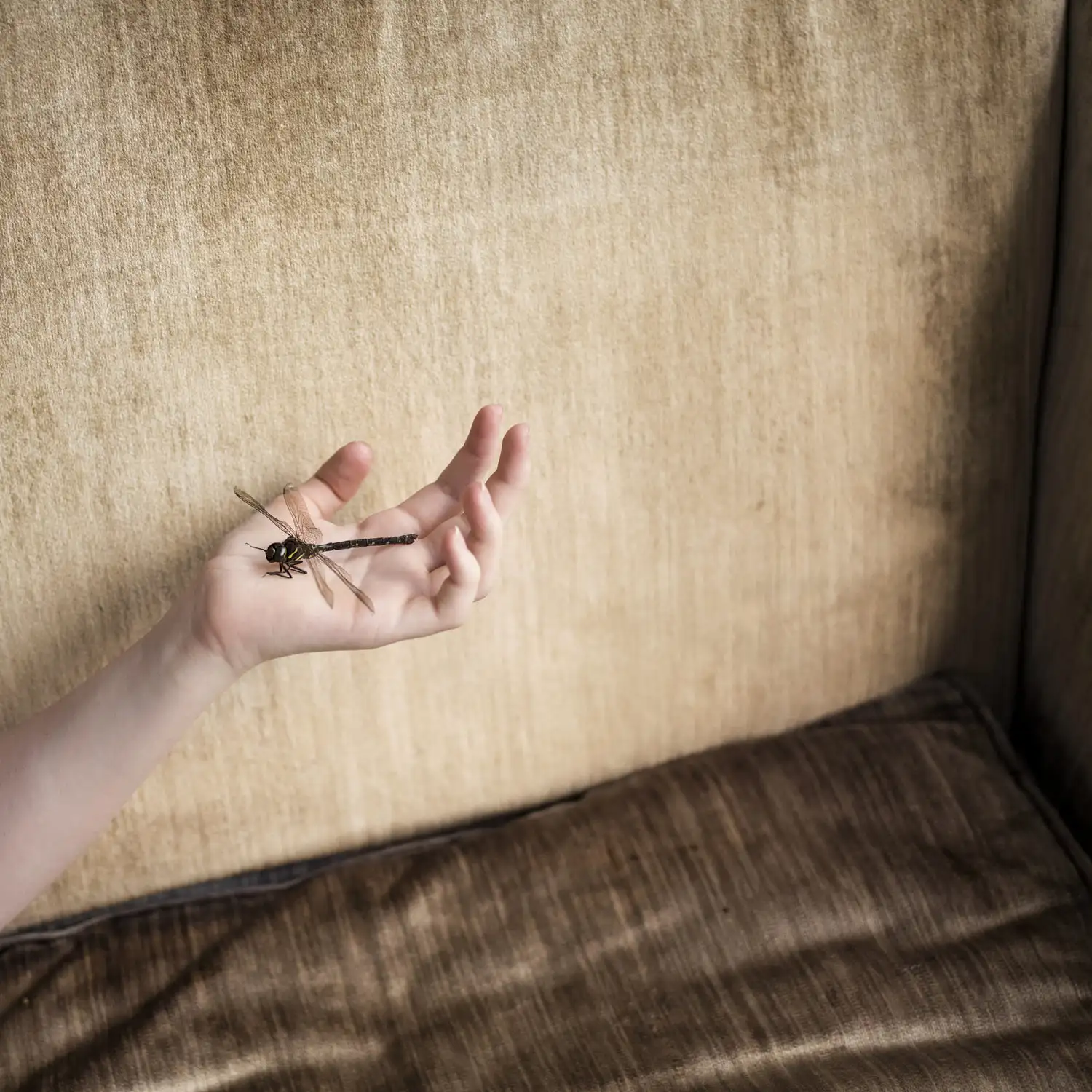 Dragonfly, Rockland, Maine