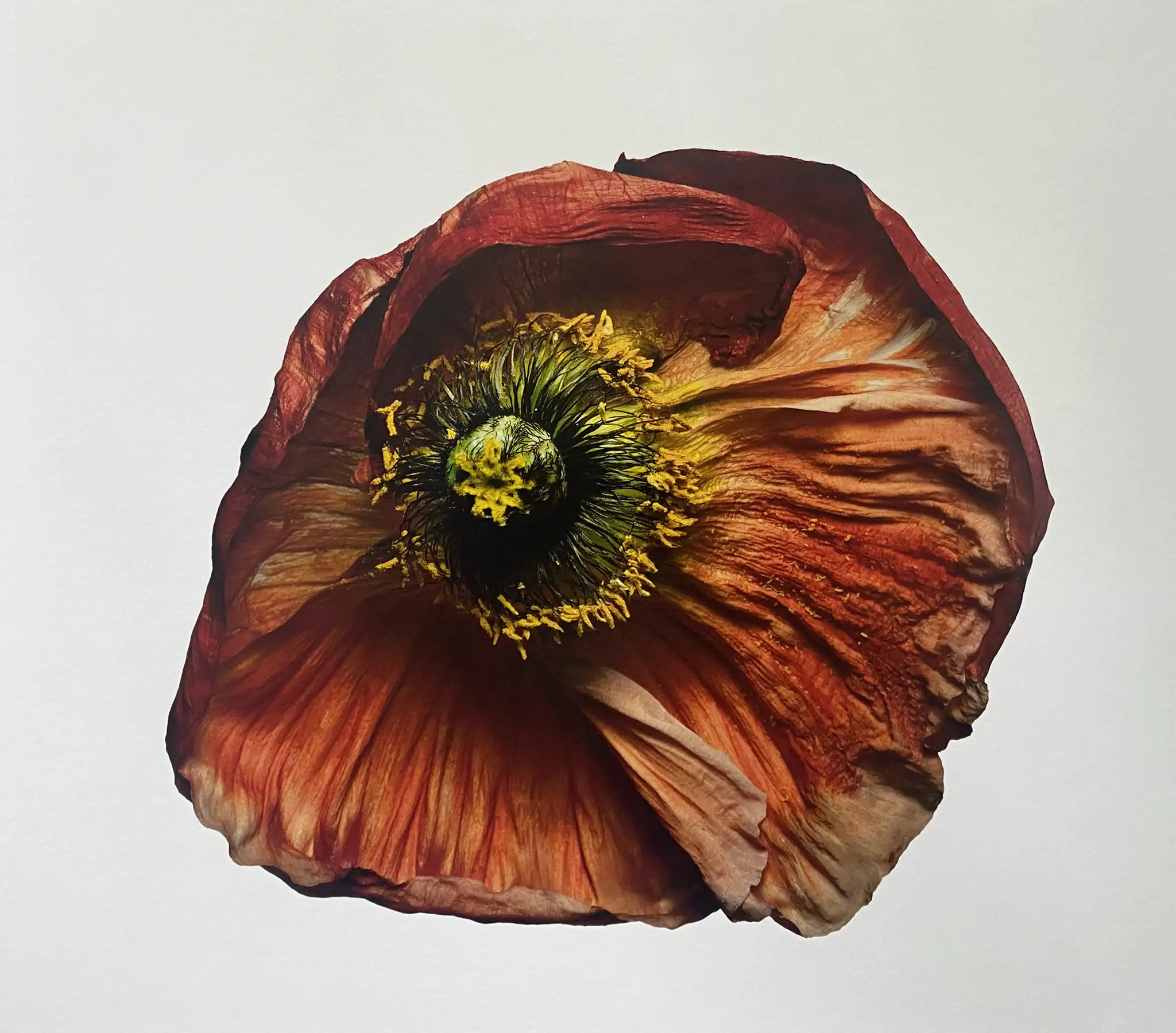 Iceland Poppy/Papaver nudicaule (B), New York (IP.P.1223)
