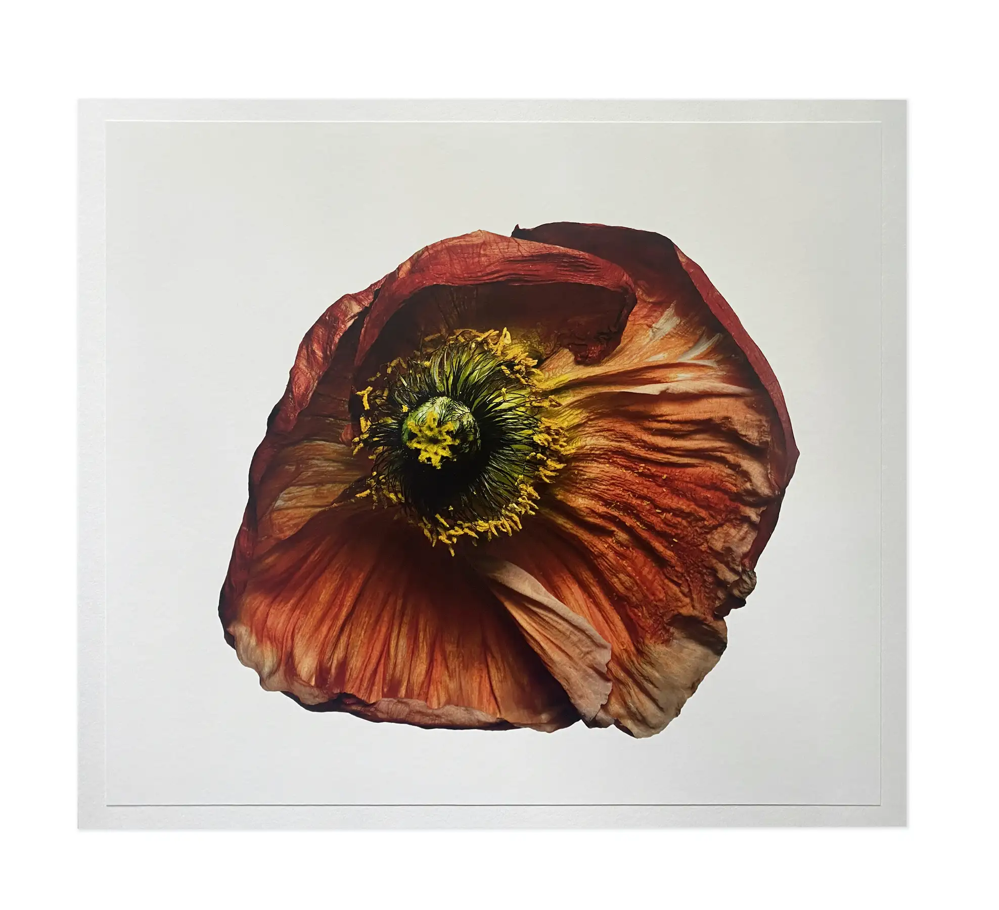 Iceland Poppy/Papaver nudicaule (B), New York (IP.P.1223)