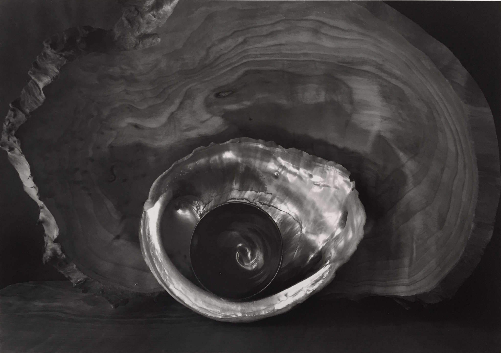 Paul Caponigro, Tea Bowl and Shell, 2002 - Artwork 30717 | Jackson