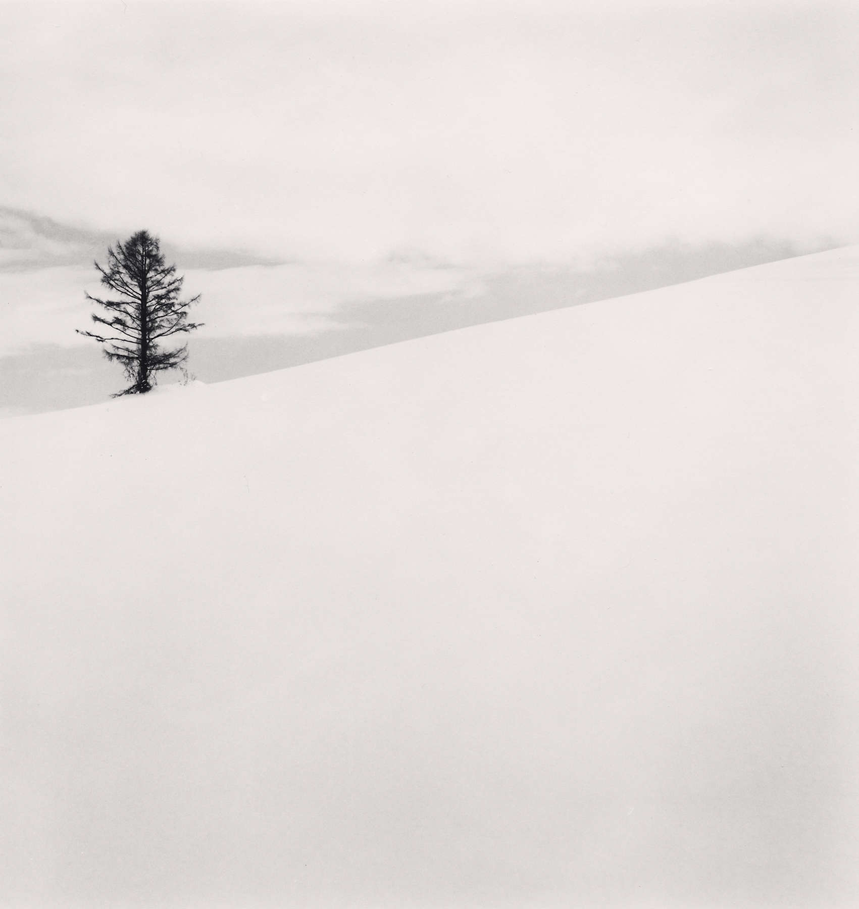 One Tree, Nakafurano, Hokkaido, Japan