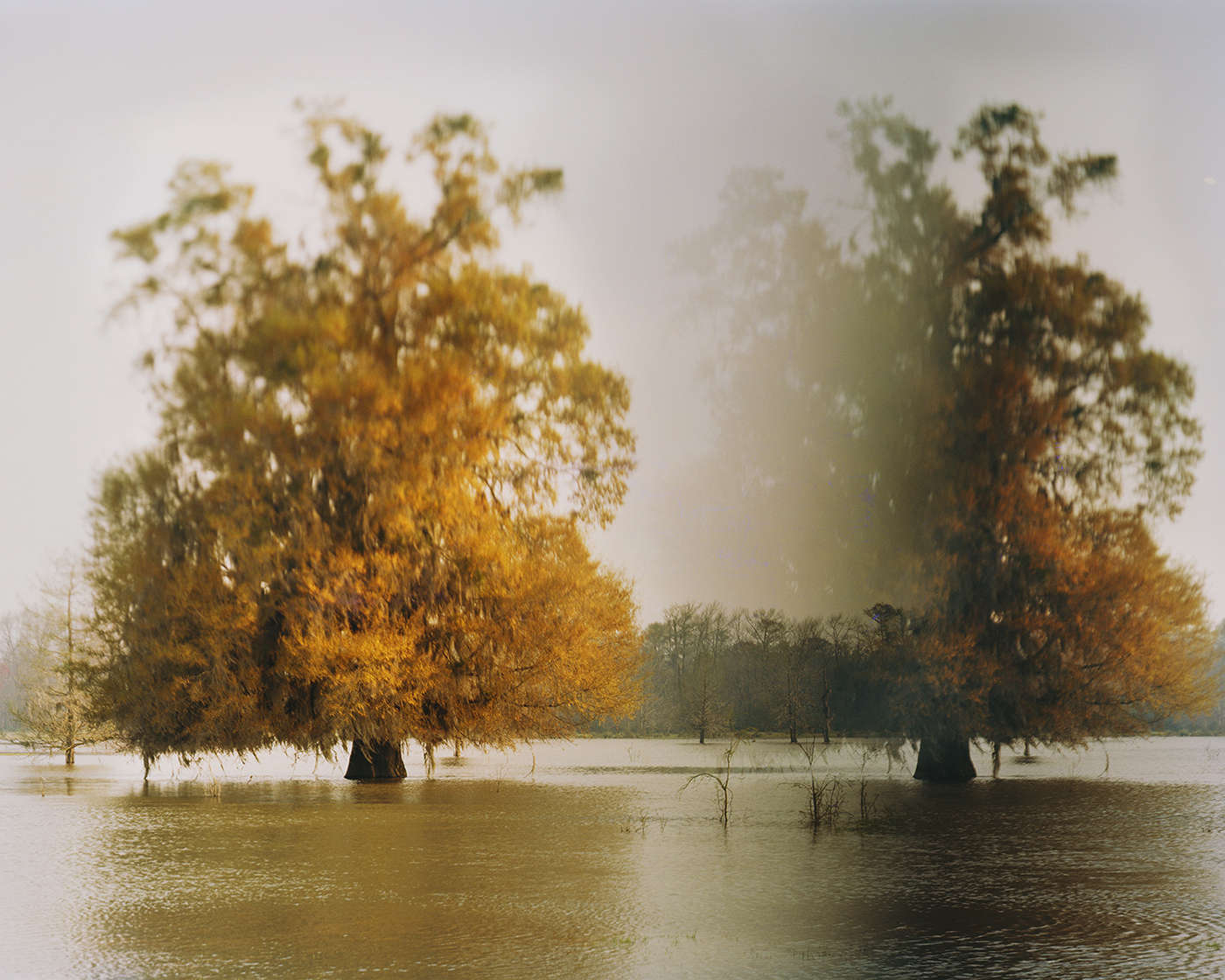 Disappearing Cypress Trees, Altamaha River, Georgia