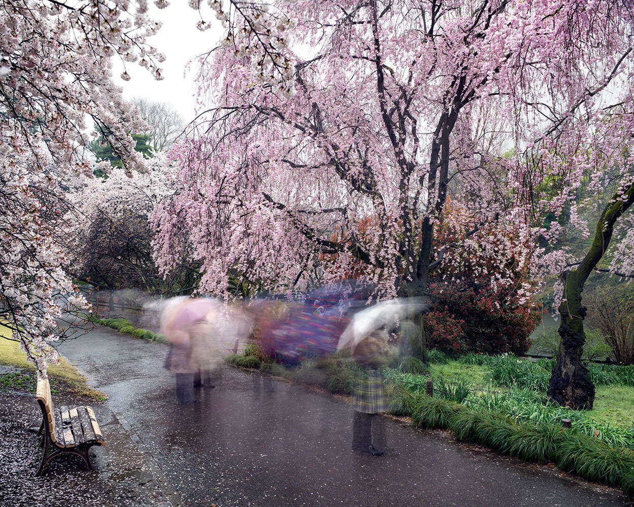 Matthew Pillsbury, Hanami #18, Shinjuku Gyoen, Thursday April 3rd, 2014