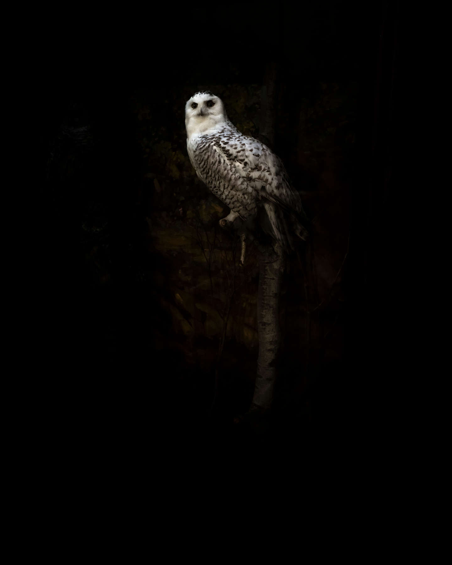Snowy Owl
