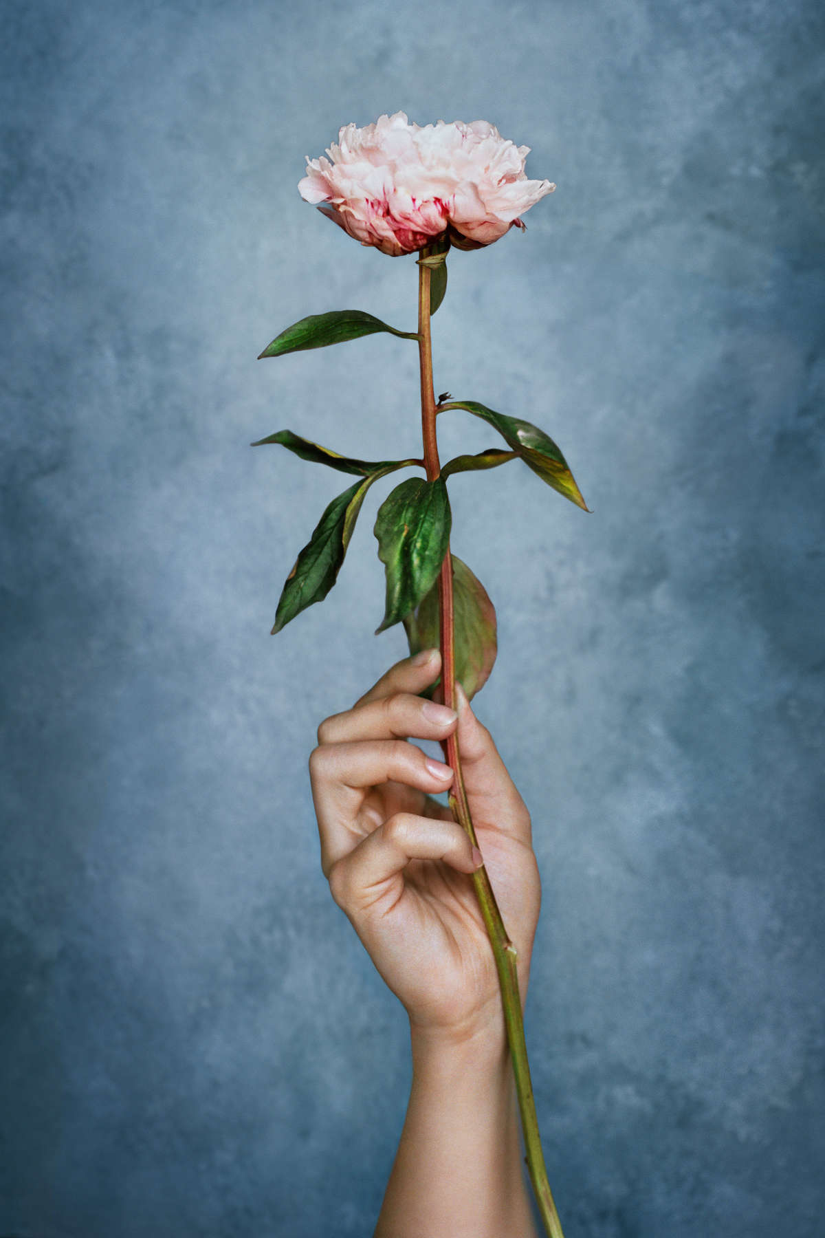 Flower, From Transcendence Series