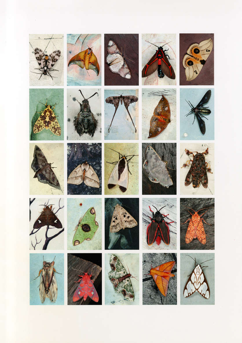 Emmet Gowin, Mariposas Nocturnas, Index No. 31, Patawa, Montagne de Kaw, French Guiana, April, 2010