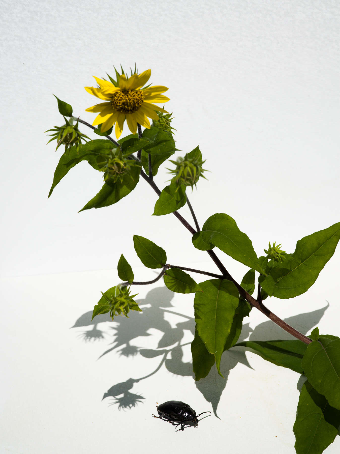 Carolyn Carr, Daisy with Insect, 2018